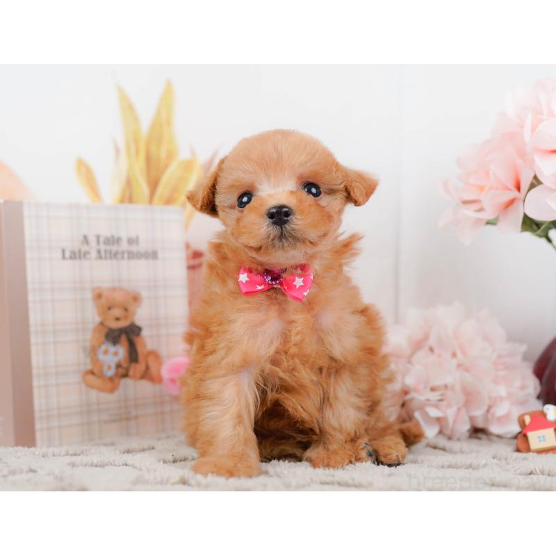 販売中の神奈川県のタイニープードル-443893の13枚目