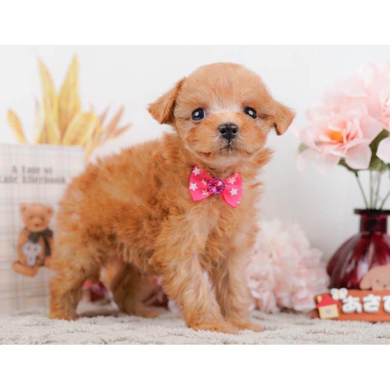 販売中の神奈川県のタイニープードル-443893の12枚目