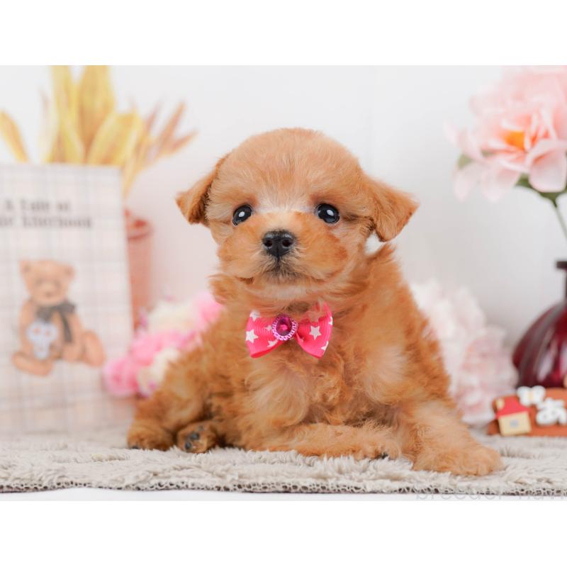 販売中の神奈川県のタイニープードル-443893の11枚目