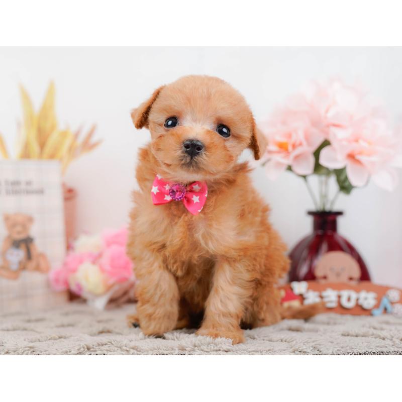 販売中の神奈川県のタイニープードル-443893の10枚目