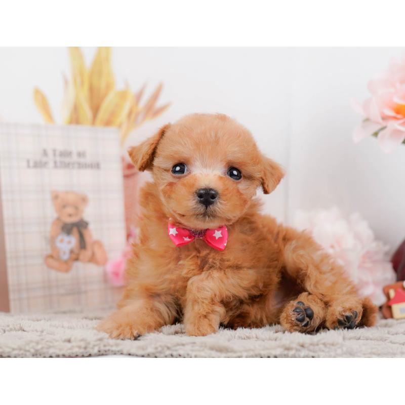 販売中の神奈川県のタイニープードル-443893の9枚目