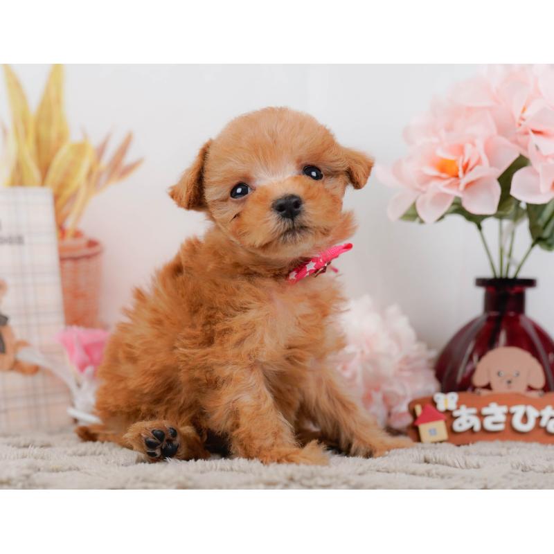 販売中の神奈川県のタイニープードル-443893の7枚目