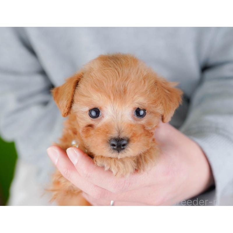 販売中の神奈川県のタイニープードル-443893の6枚目