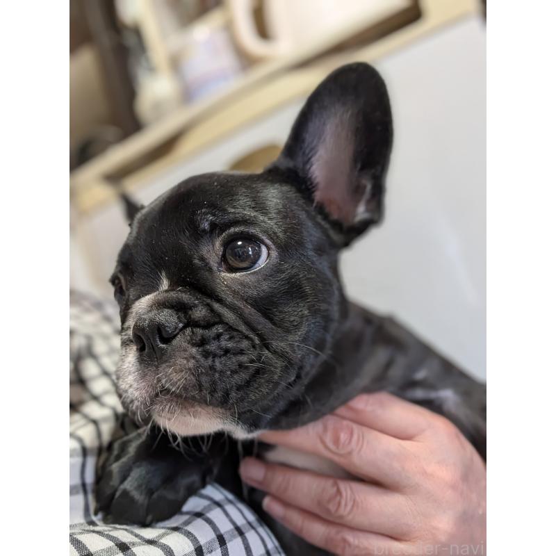 販売中の群馬県のフレンチブルドッグ-427636の7枚目