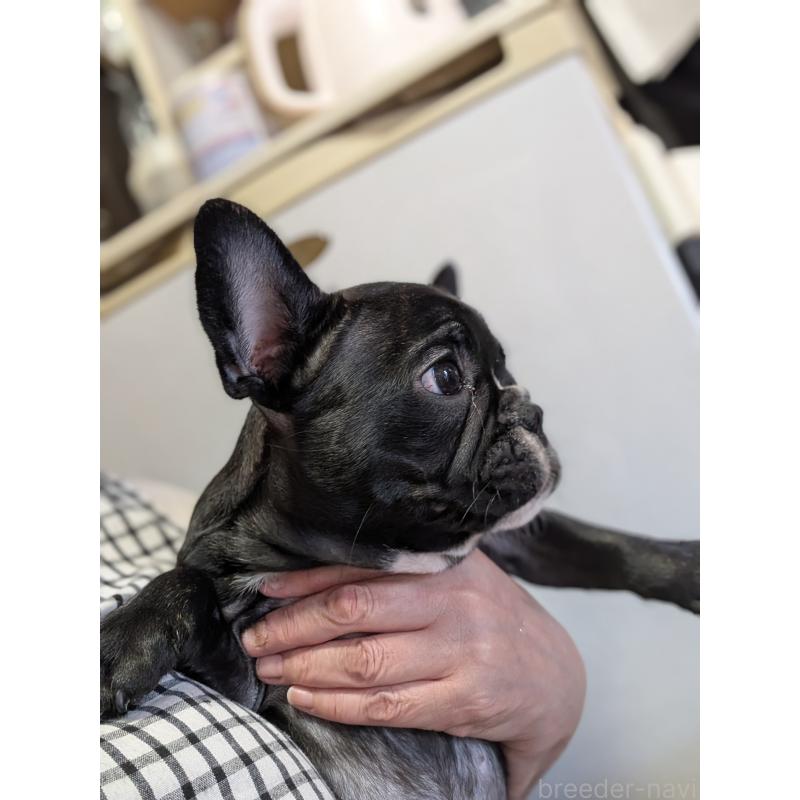 販売中の群馬県のフレンチブルドッグ-427636の6枚目