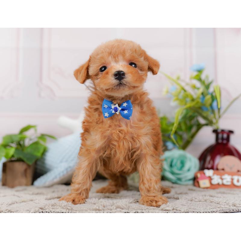 販売中の神奈川県のタイニープードル-443897の13枚目