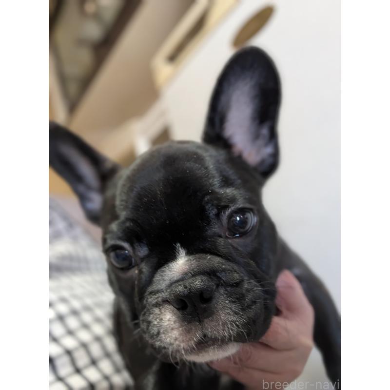 販売中の群馬県のフレンチブルドッグ-427636の4枚目