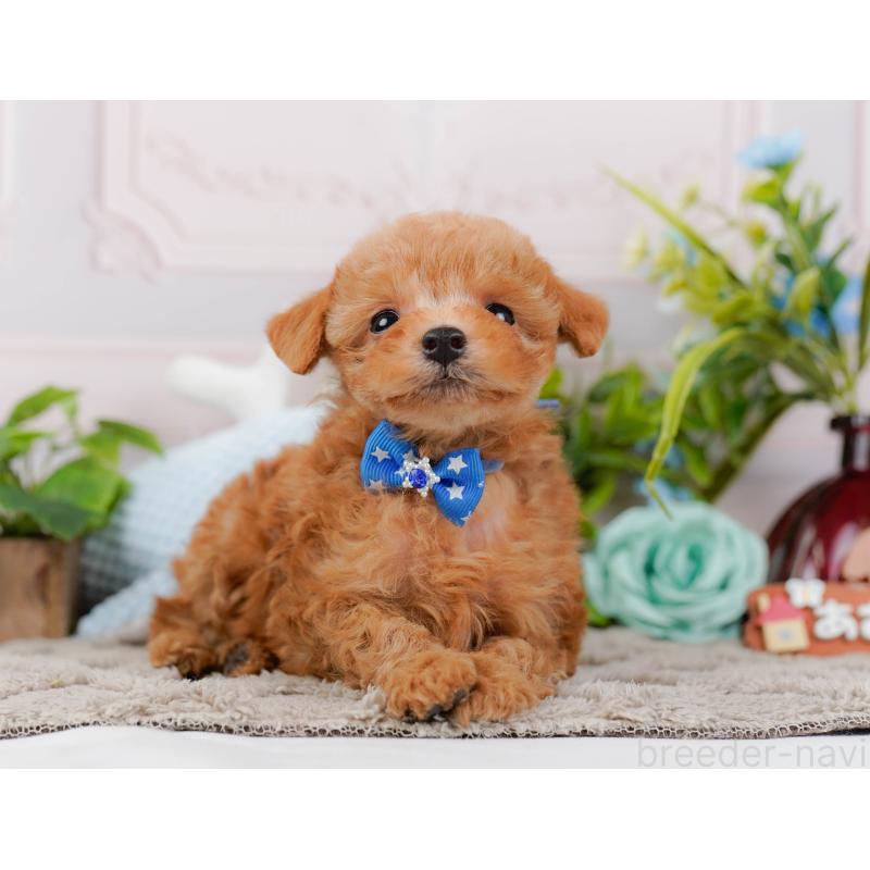 販売中の神奈川県のタイニープードル-443897の12枚目