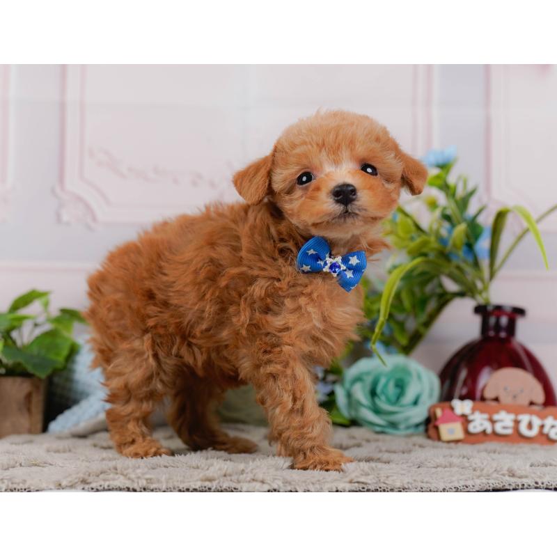 販売中の神奈川県のタイニープードル-443897の11枚目