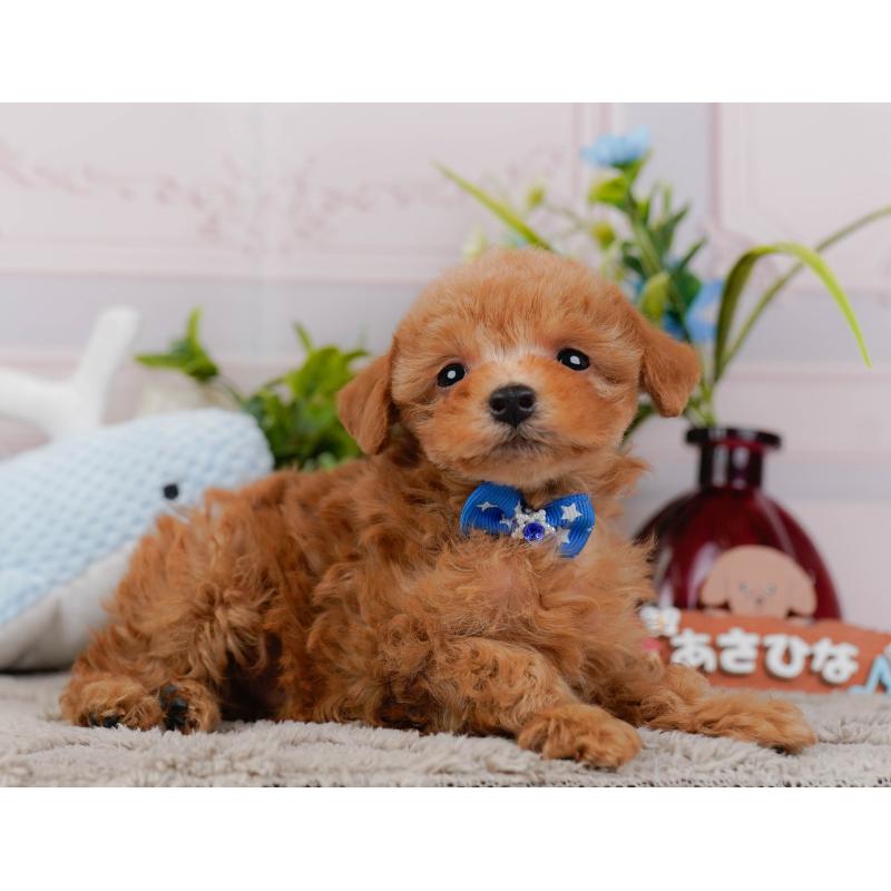 販売中の神奈川県のタイニープードル-443897の10枚目