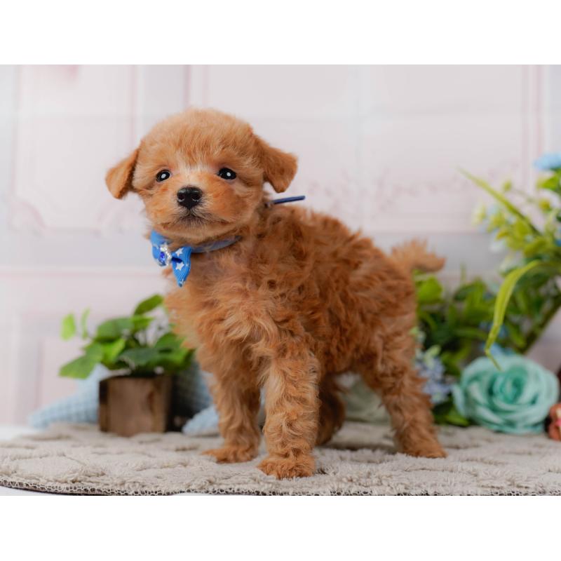 販売中の神奈川県のタイニープードル-443897の9枚目