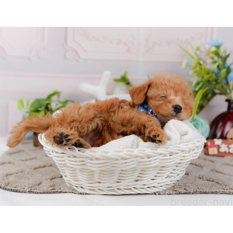 販売中の神奈川県のタイニープードル-443897の8枚目