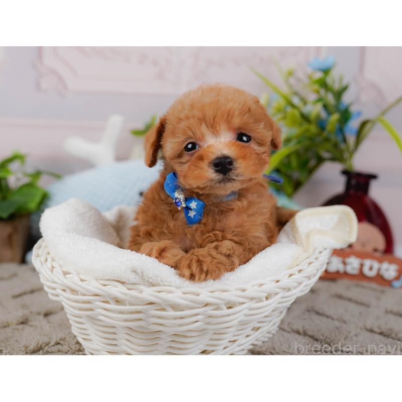 販売中の神奈川県のタイニープードル-443897の7枚目