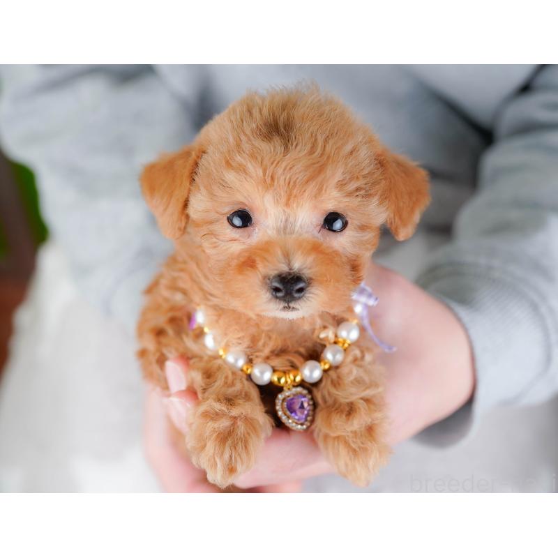 販売中の神奈川県のタイニープードル-443897の6枚目