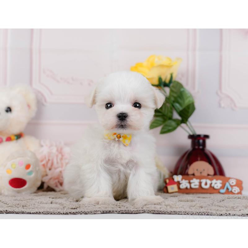 販売中の神奈川県のマルチーズ-443857の13枚目