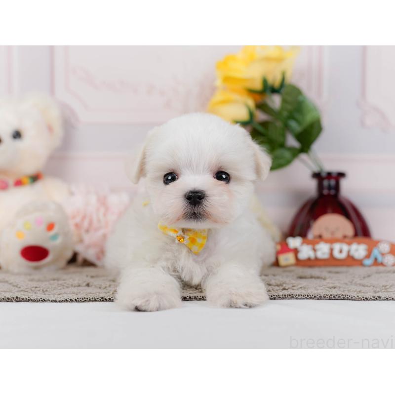 販売中の神奈川県のマルチーズ-443857の12枚目