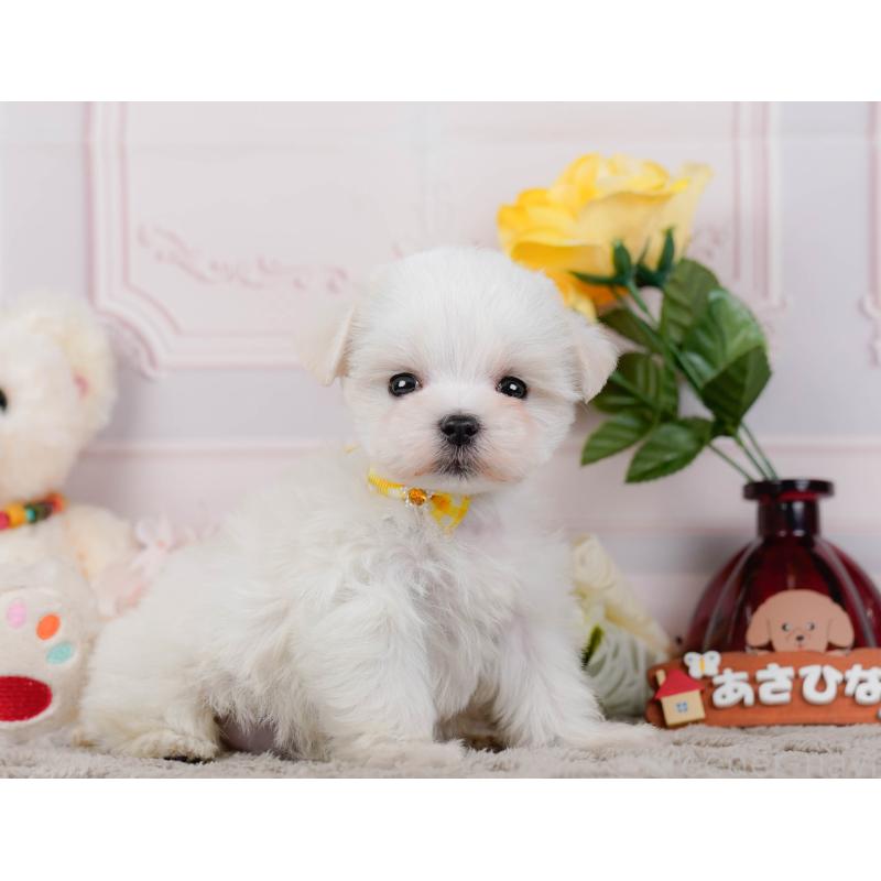 販売中の神奈川県のマルチーズ-443857の11枚目