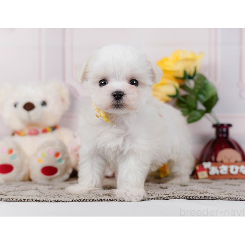 販売中の神奈川県のマルチーズ-443857の9枚目