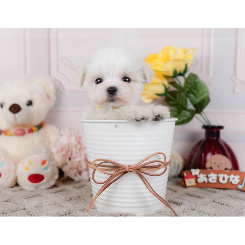 販売中の神奈川県のマルチーズ-443857の8枚目