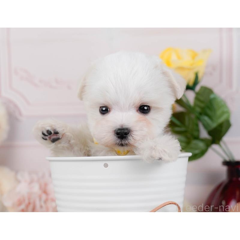 販売中の神奈川県のマルチーズ-443857の7枚目