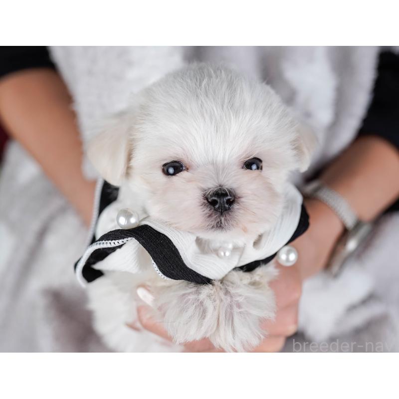 販売中の神奈川県のマルチーズ-443857の6枚目