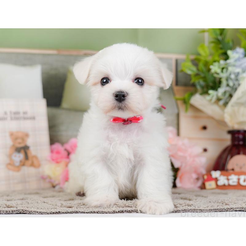 販売中の神奈川県のマルチーズ-443863の13枚目