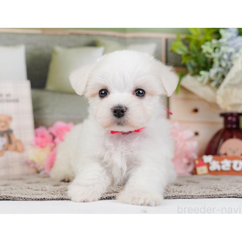 販売中の神奈川県のマルチーズ-443863の12枚目