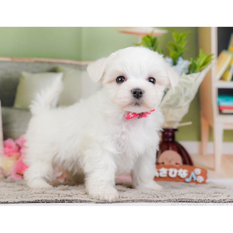 販売中の神奈川県のマルチーズ-443863の11枚目