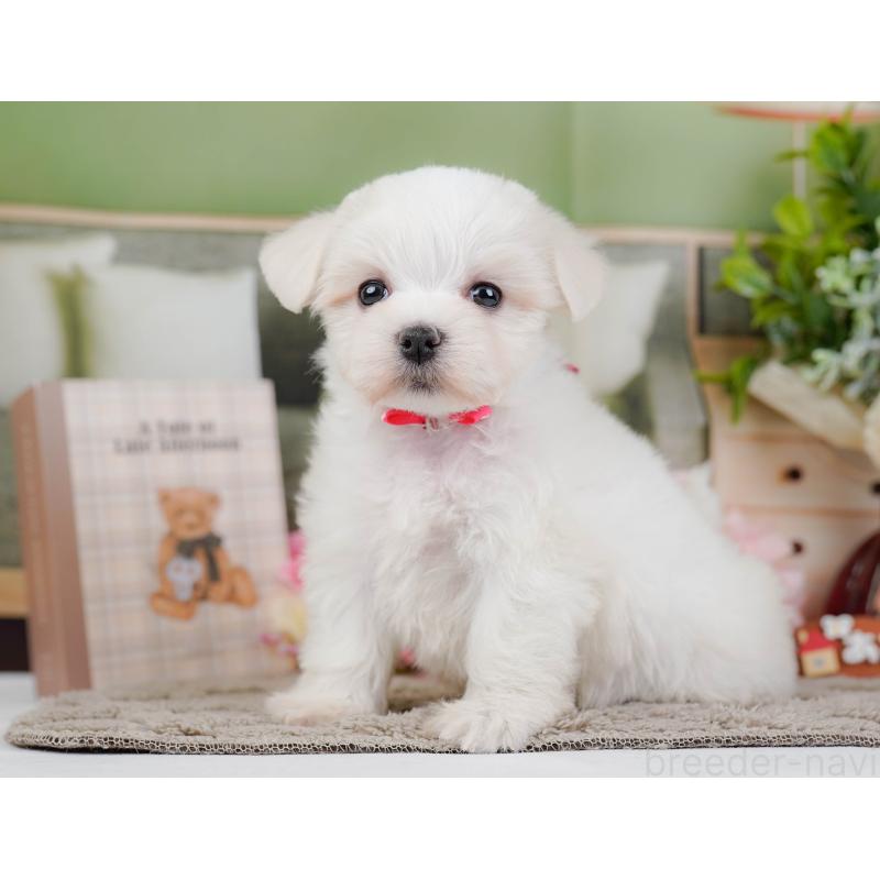 販売中の神奈川県のマルチーズ-443863の9枚目