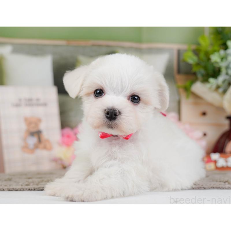 販売中の神奈川県のマルチーズ-443863の8枚目