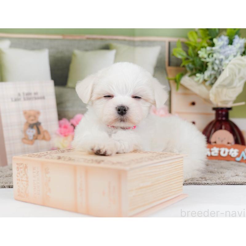 販売中の神奈川県のマルチーズ-443863の7枚目