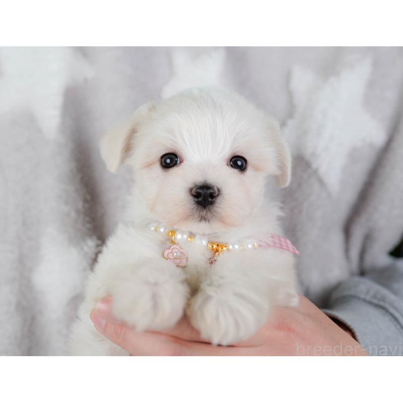 販売中の神奈川県のマルチーズ-443863の6枚目