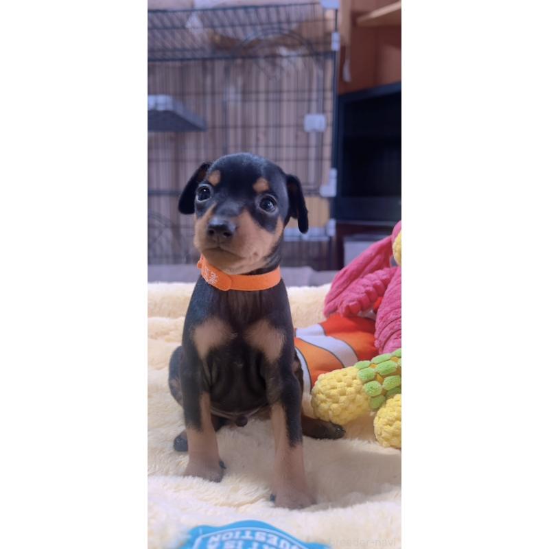 販売中の岐阜県のミニチュアピンシャー(ミニピン)-443438の6枚目