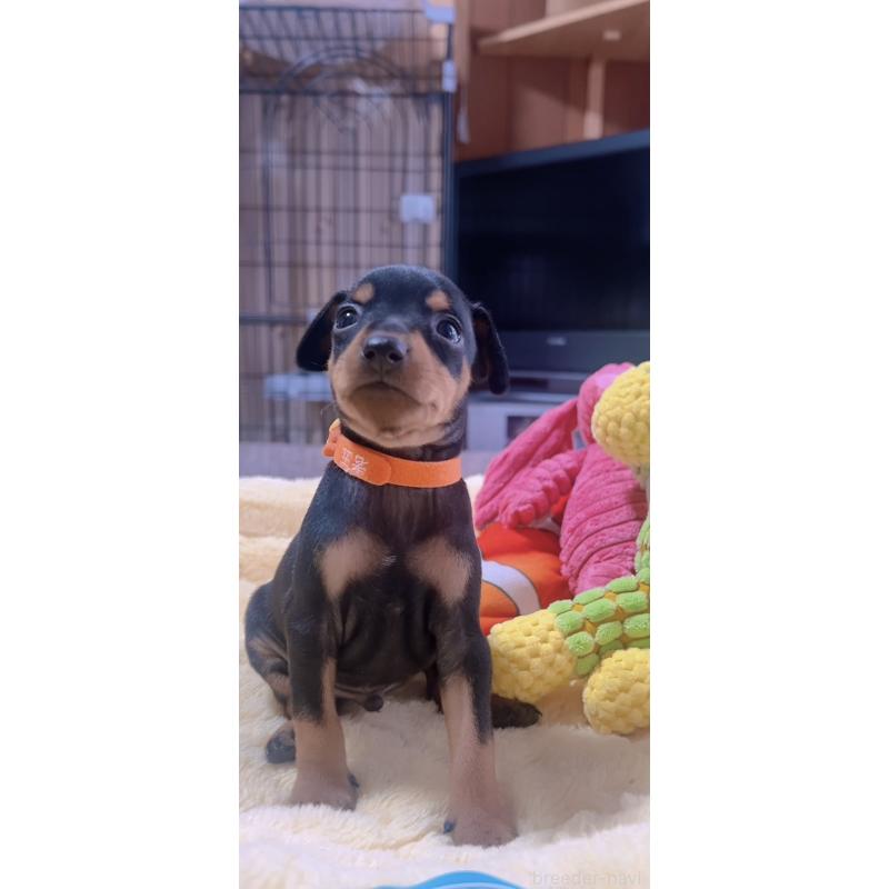 販売中の岐阜県のミニチュアピンシャー(ミニピン)-443438の5枚目