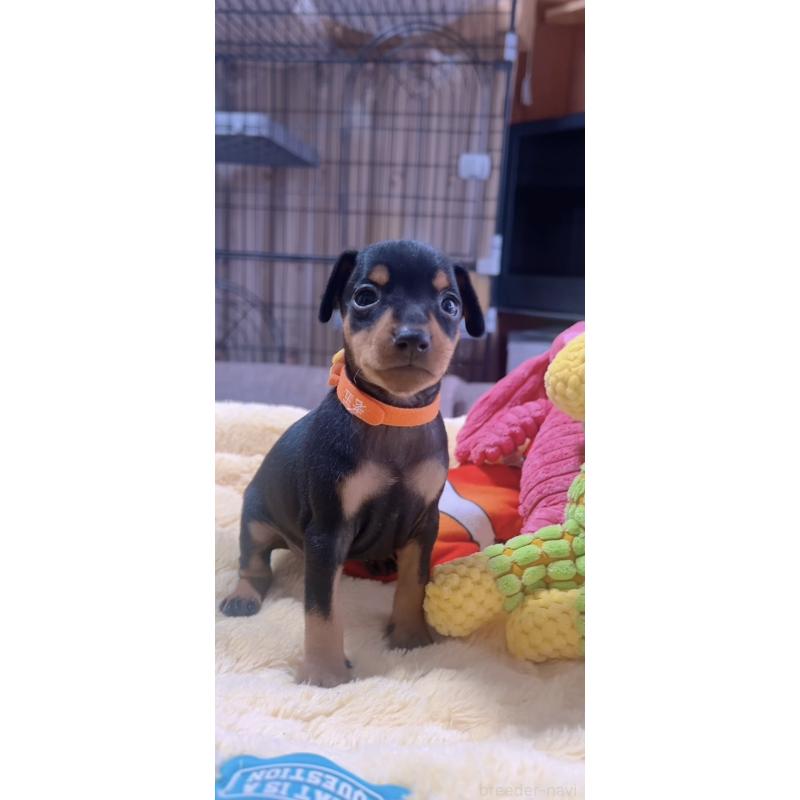 販売中の岐阜県のミニチュアピンシャー(ミニピン)-443438の4枚目