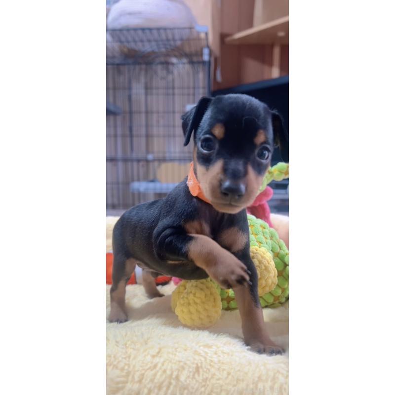 販売中の岐阜県のミニチュアピンシャー(ミニピン)-443438の3枚目