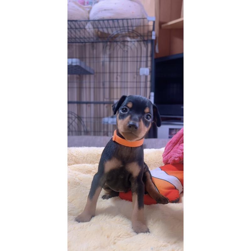 販売中の岐阜県のミニチュアピンシャー(ミニピン)-443438の2枚目