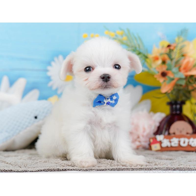 販売中の神奈川県のマルチーズ-443873の12枚目