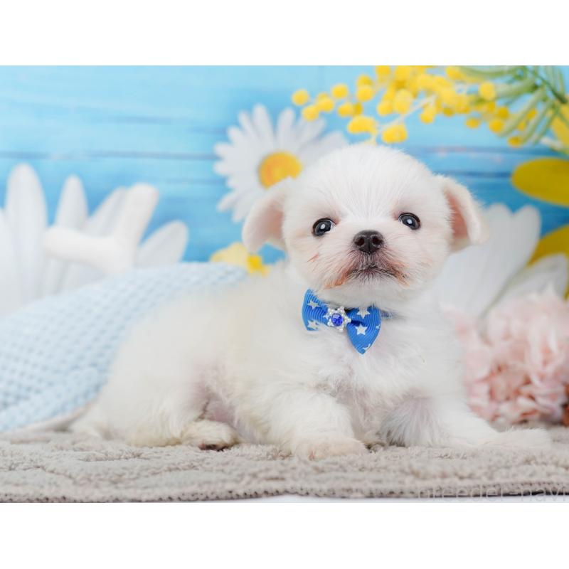 販売中の神奈川県のマルチーズ-443873の11枚目