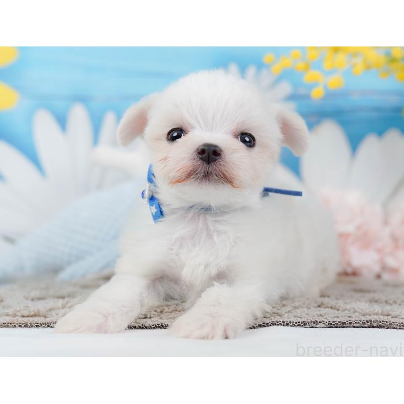 販売中の神奈川県のマルチーズ-443873の10枚目