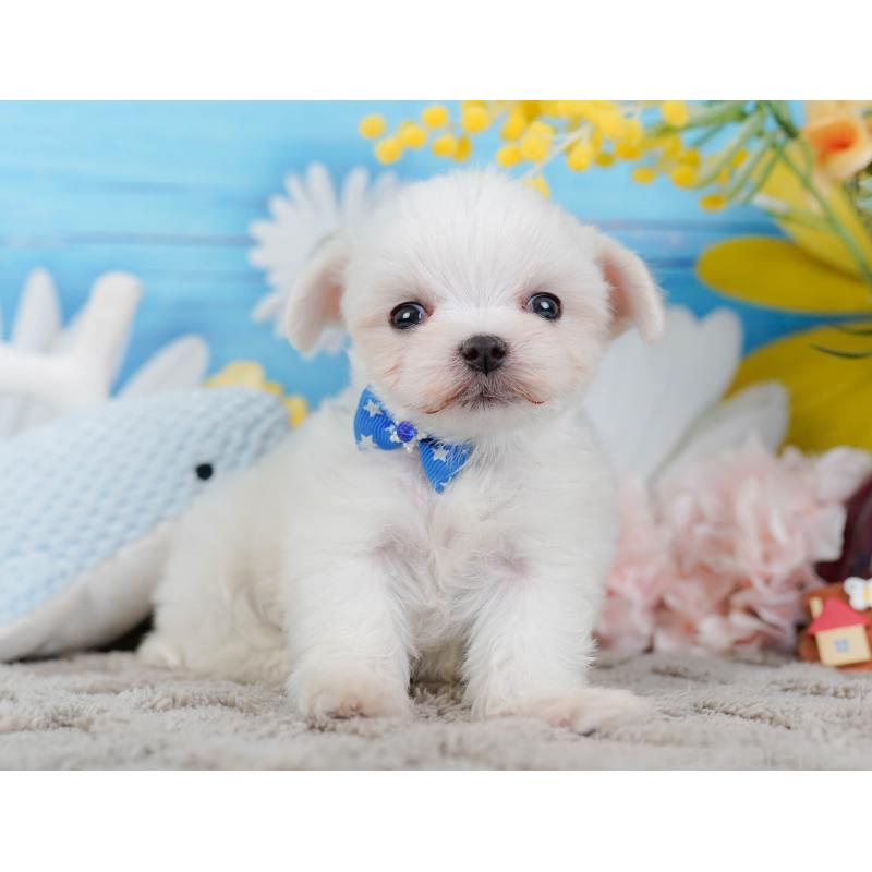 販売中の神奈川県のマルチーズ-443873の9枚目