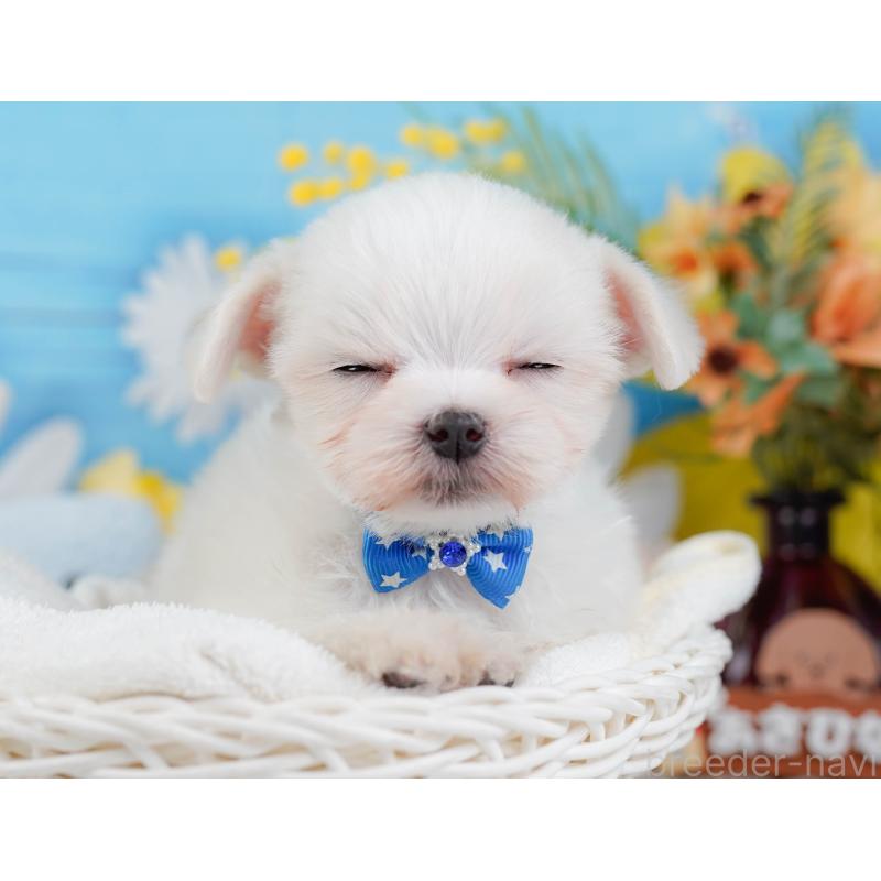 販売中の神奈川県のマルチーズ-443873の8枚目