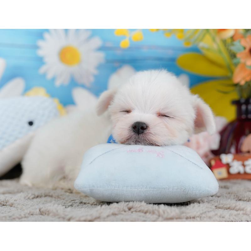 販売中の神奈川県のマルチーズ-443873の7枚目