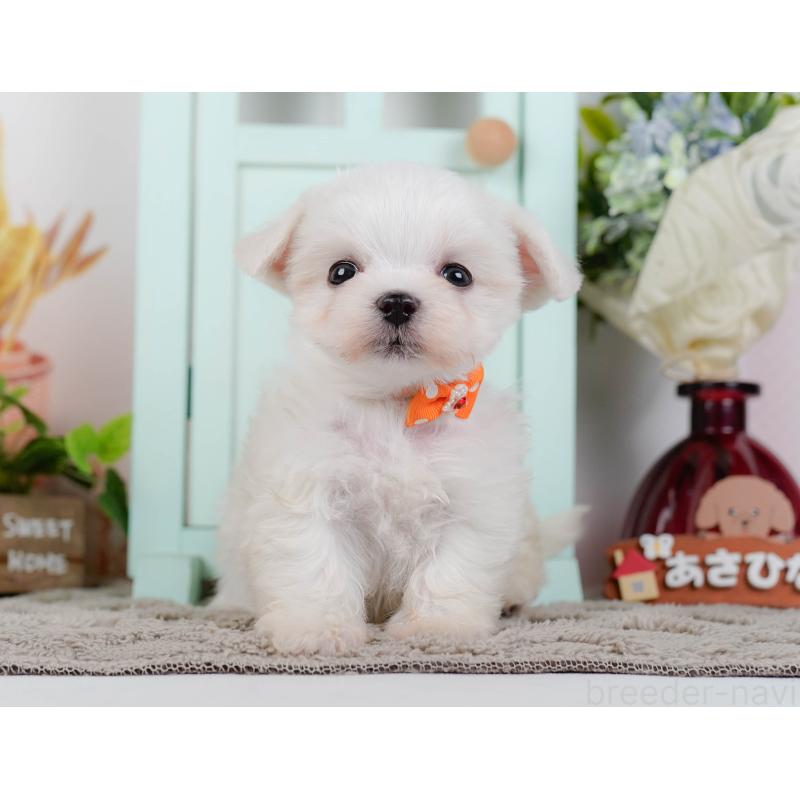 販売中の神奈川県のマルチーズ-443879の13枚目