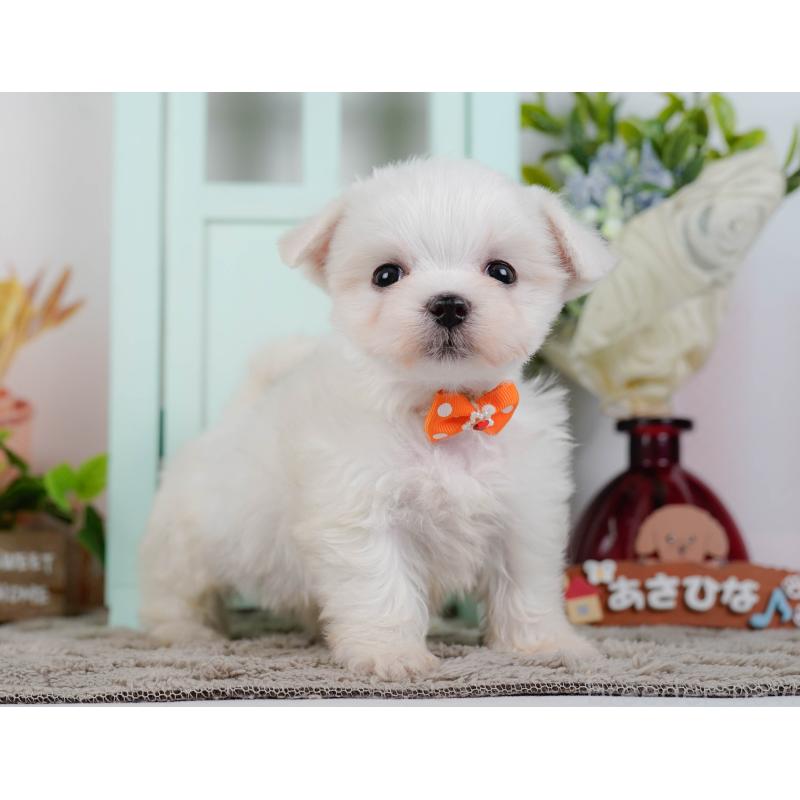 販売中の神奈川県のマルチーズ-443879の12枚目