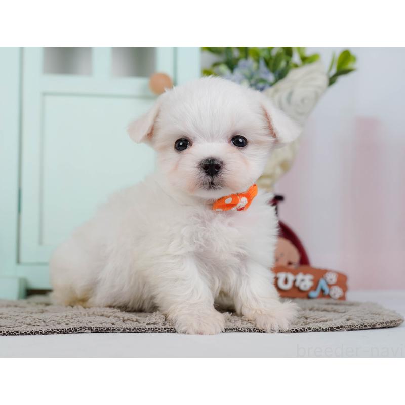 販売中の神奈川県のマルチーズ-443879の11枚目