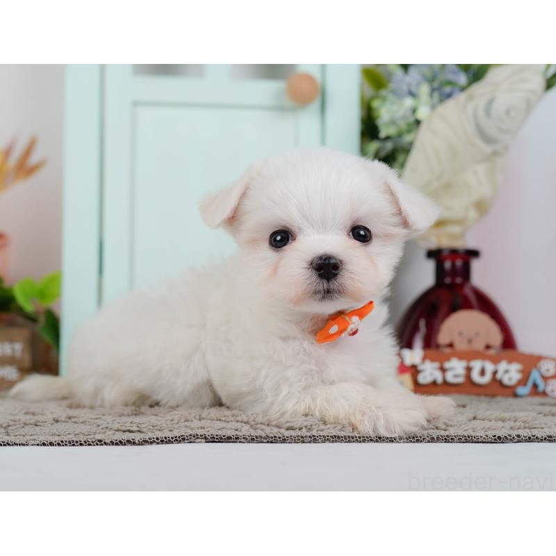 販売中の神奈川県のマルチーズ-443879の10枚目