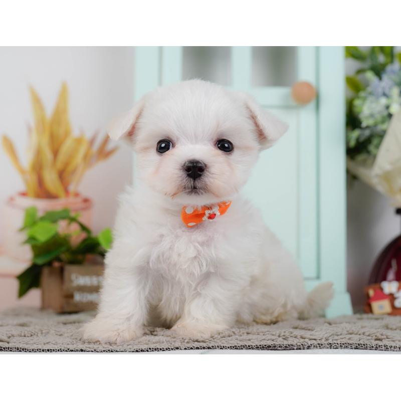 販売中の神奈川県のマルチーズ-443879の9枚目