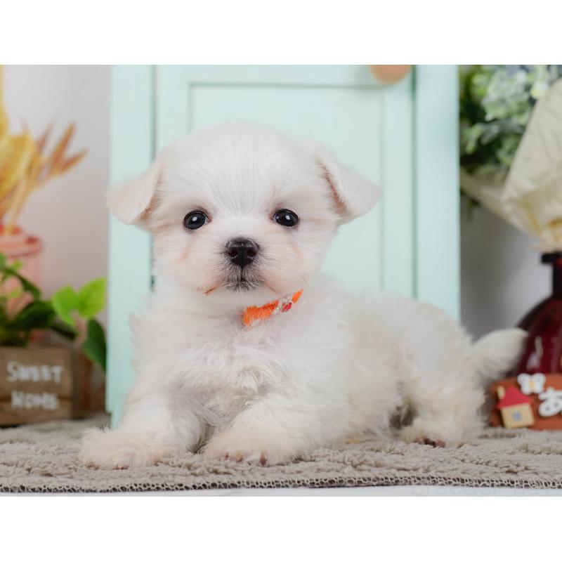 販売中の神奈川県のマルチーズ-443879の8枚目