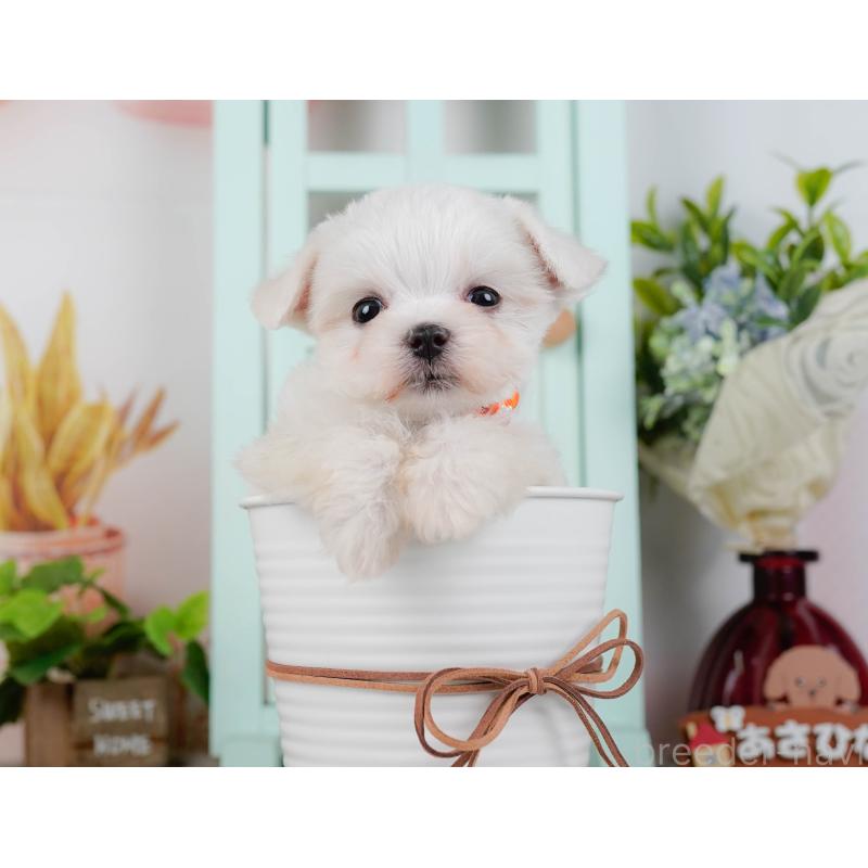 販売中の神奈川県のマルチーズ-443879の7枚目